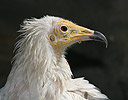 Egyptian Vulture