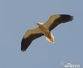 Egyptian Vulture