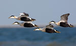 Eider