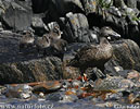 Eider