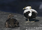 Eider
