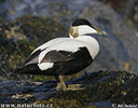 Eider