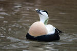 Eider à duvet