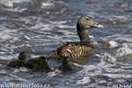 Eider à duvet