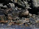 Eider à duvet