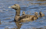 Eider común