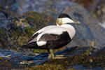 Eider común