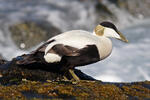 Eider común