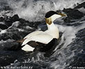 Eider común