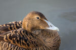 Eider común