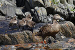 Eider vogel