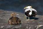 Eider vogel