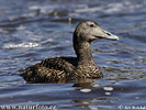 Eider vogel