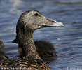 Eider vogel