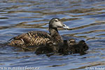 Eider vogel