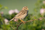 Emberiza calandra