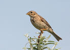 Emberiza calandra