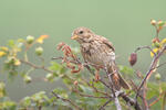 Emberiza calandra