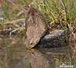 Emberiza calandra