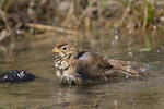 Emberiza calandra