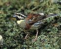 Emberiza cirlus