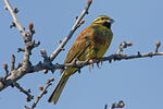 Emberiza cirlus