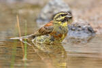 Emberiza cirlus