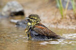 Emberiza cirlus