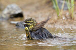 Emberiza cirlus