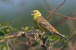 Emberiza citrinella