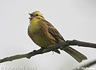 Emberiza citrinella