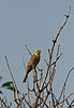 Emberiza citrinella