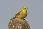 Emberiza citrinella