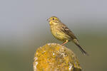 Emberiza citrinella