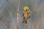 Emberiza citrinella