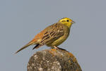 Emberiza citrinella