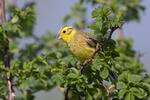 Emberiza citrinella