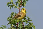 Emberiza citrinella