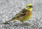 Emberiza citrinella