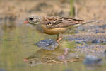 Emberiza hortulana