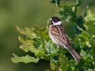 Emberiza schoeniclus