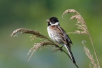 Emberiza schoeniclus