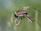 Emberiza schoeniclus