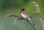 Emberiza schoeniclus