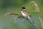 Emberiza schoeniclus