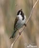 Emberiza schoeniclus