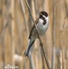 Emberiza schoeniclus