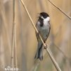 Emberiza schoeniclus