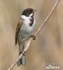 Emberiza schoeniclus