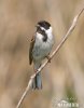 Emberiza schoeniclus